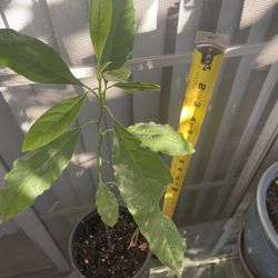 Avacado Plant