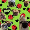 Bugs Hugs n' Pugs