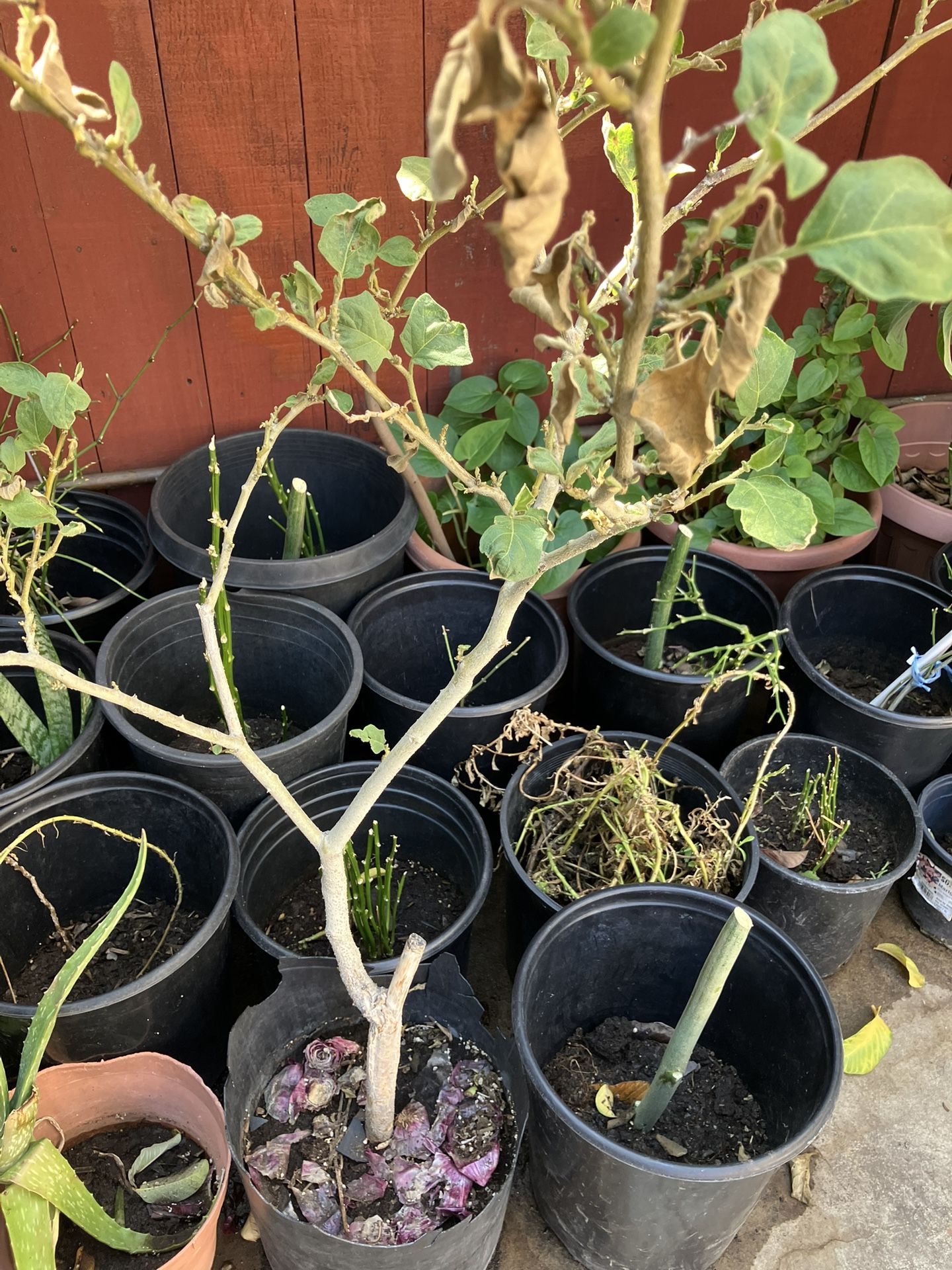Turkey Berry Plant