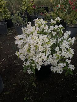 Boan Velia cinco galones $15