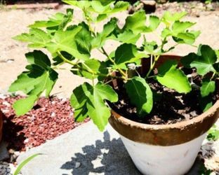 💯 Organic Well Rooted Fig Plant