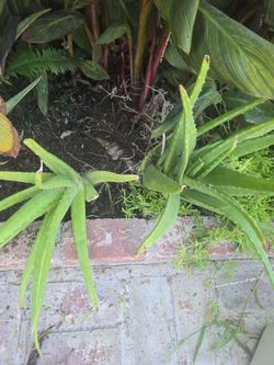 Free aloe Vera and fern plants