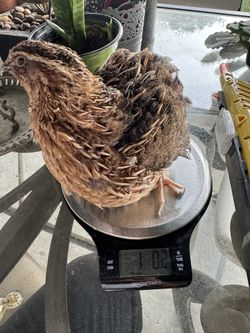 Coturnix Quail Plushies