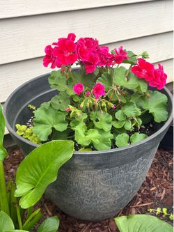 Beautiful plant w/bid pot