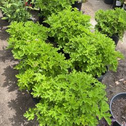 Citronella