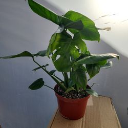 Monstera 8"