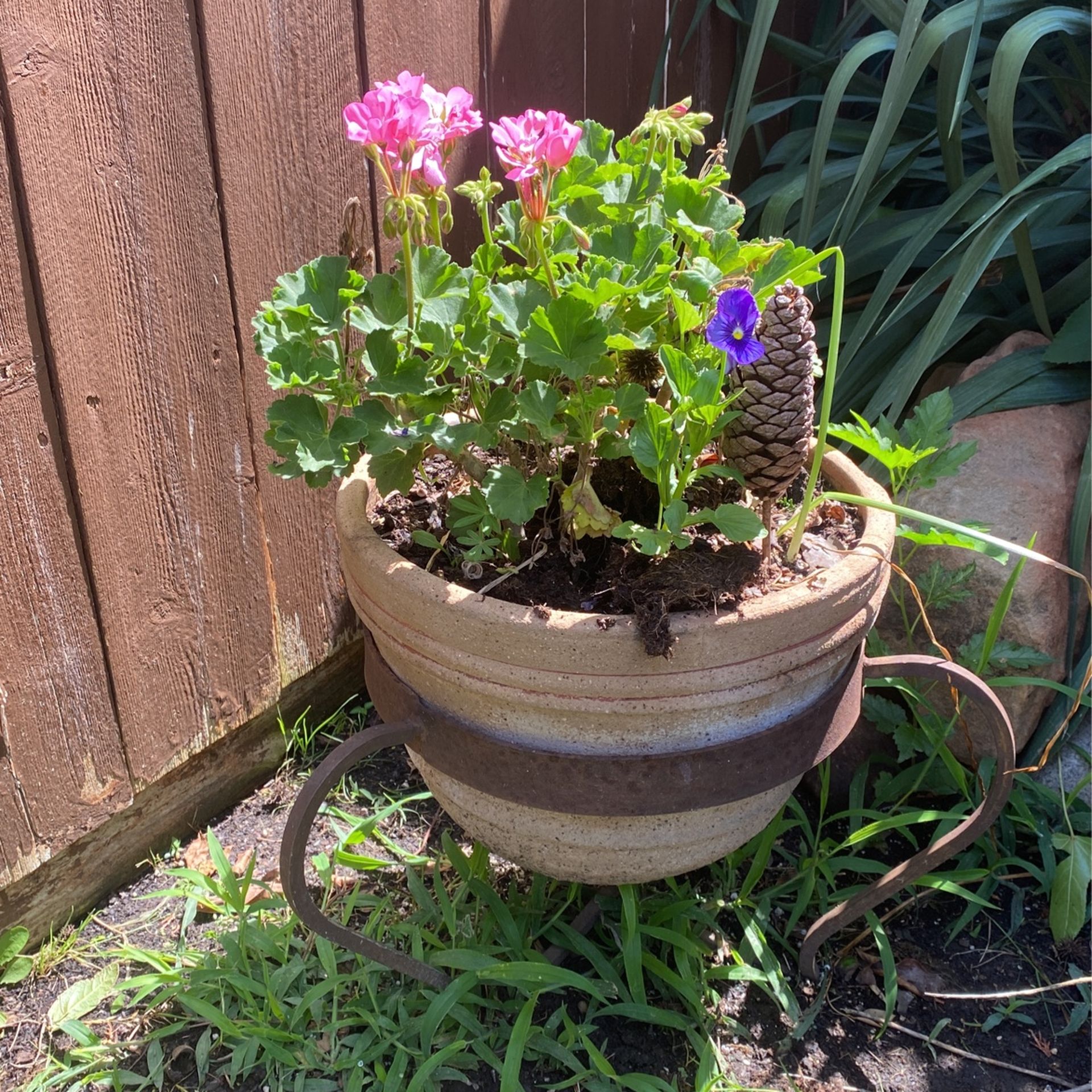 Geranium With Clay Pot