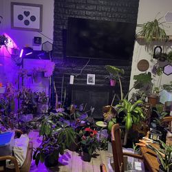 Huge Plant Sale At My Shop!! 