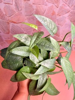 Cebu Blue Pothos - 4inch