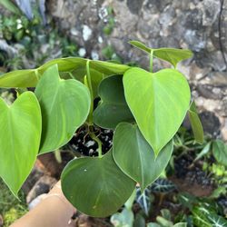 2 Rare Philodendron Microstictum 