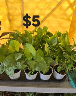 Arrowhead Plants