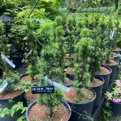 Columnar Irish Yew Plants 