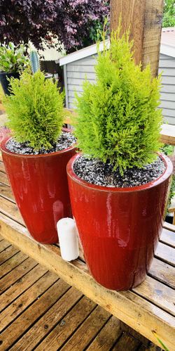 Price is for pair—Live outdoor Lemon 🍋 Cypress plant trees in a red Le Beau ceramic planter pot—firm price