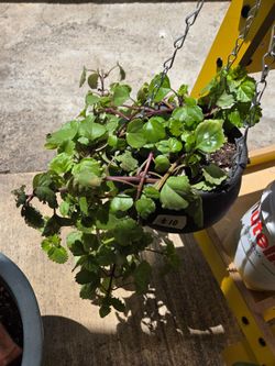 Swedish ivy