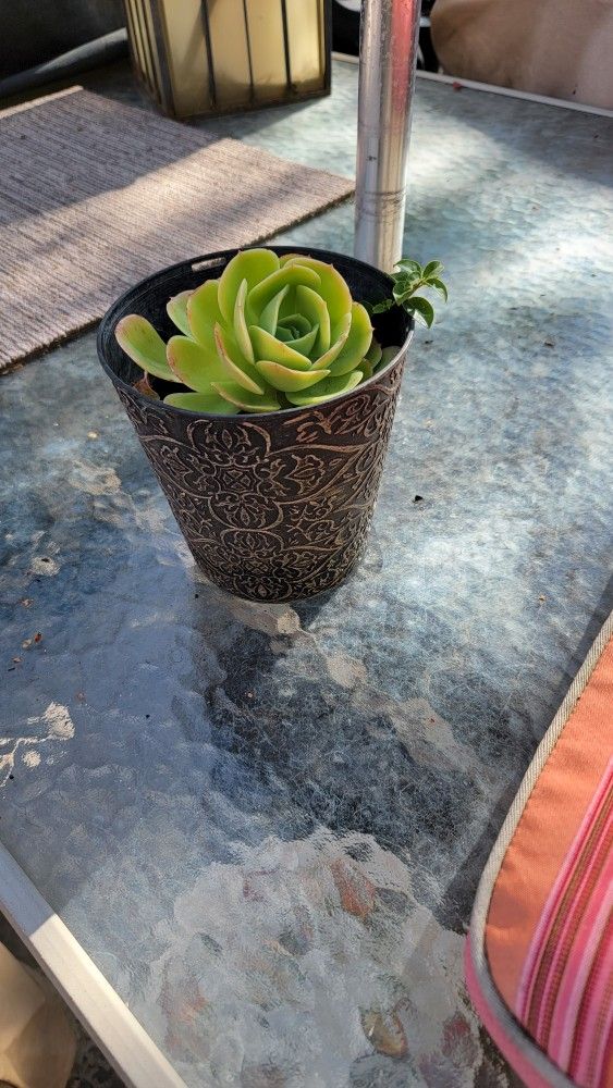 Succulent Plant Pot