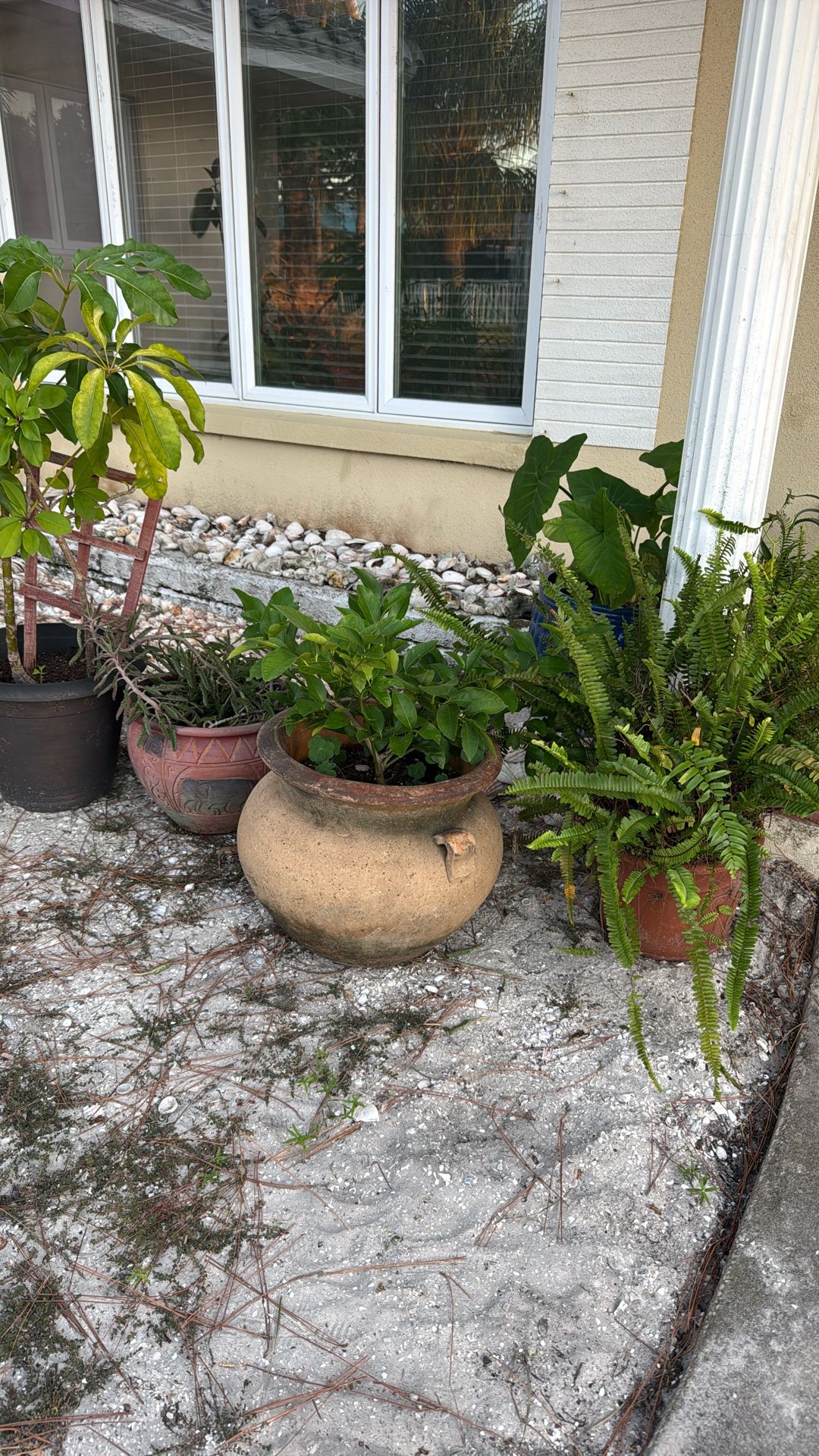 Lots Of Large Plants For Sale 