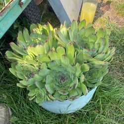 Very Large Hen And Chicks