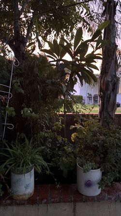 arboles frutales