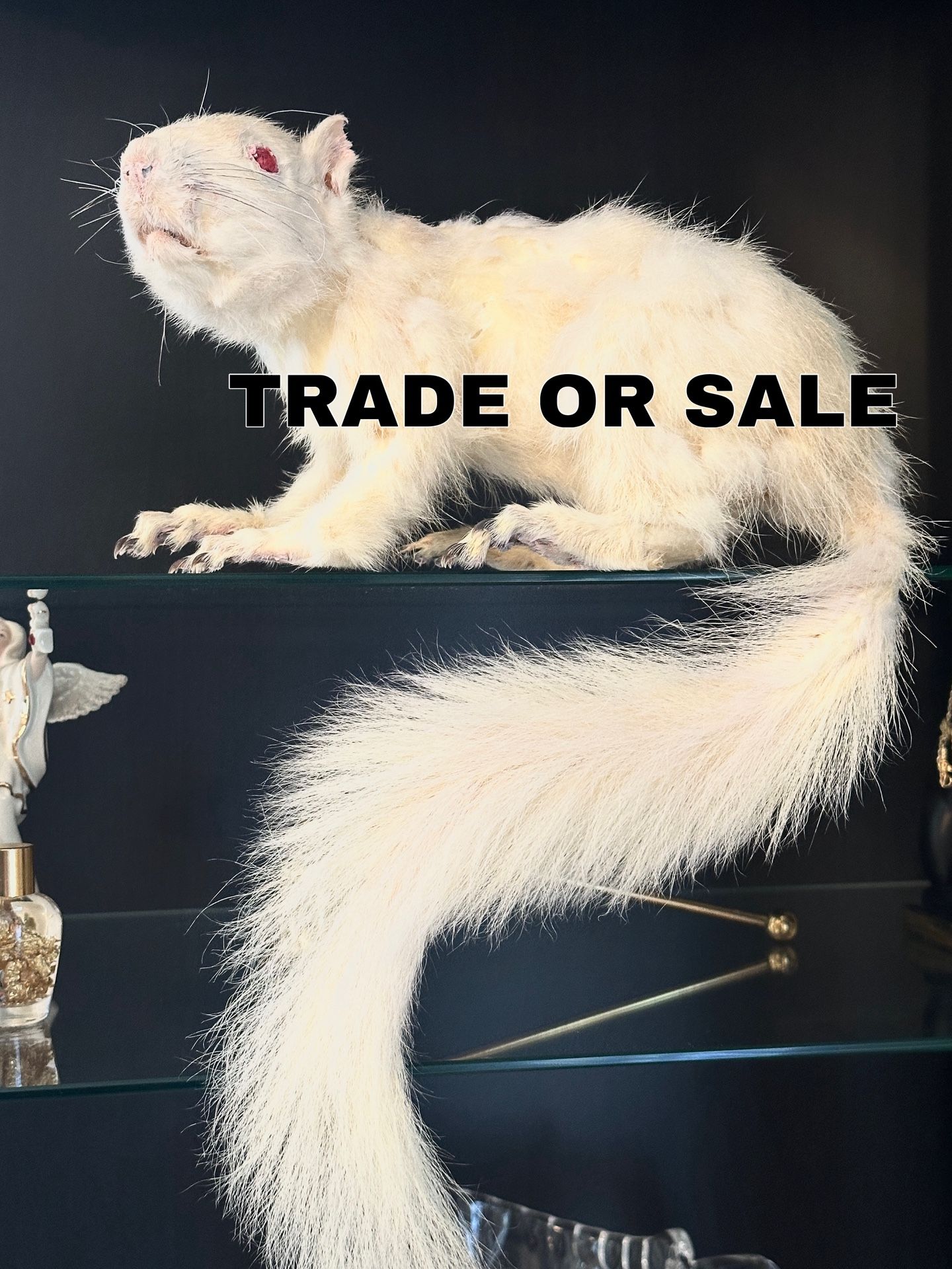 Taxidermy White Squirrel