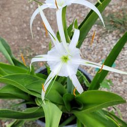 Lily's