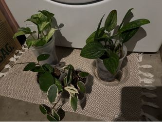 Plant Bundle. 2 Hoyas, 1 Manjula Pothos, and 1 Monstera Peru