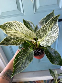 Philodendron Birkin Plant