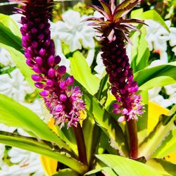 RARE PINEAPPLE LILY PLANT IN BLOOM 