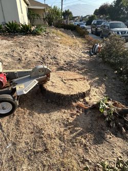 🌳🌴Stump Removal 🪾🪾