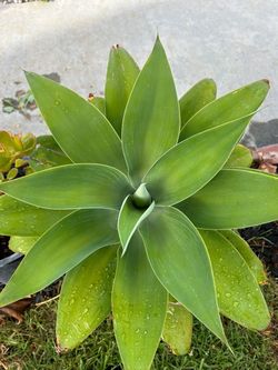 Agave  Star
