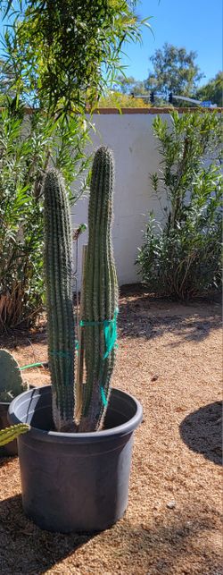 Organ Pipe Cactus