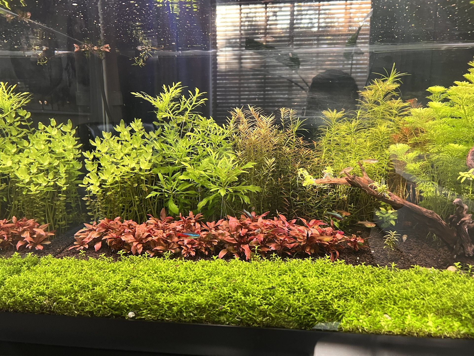 Fish tank freshwater aquarium plants