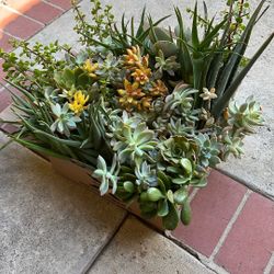 Box of fresh succulents