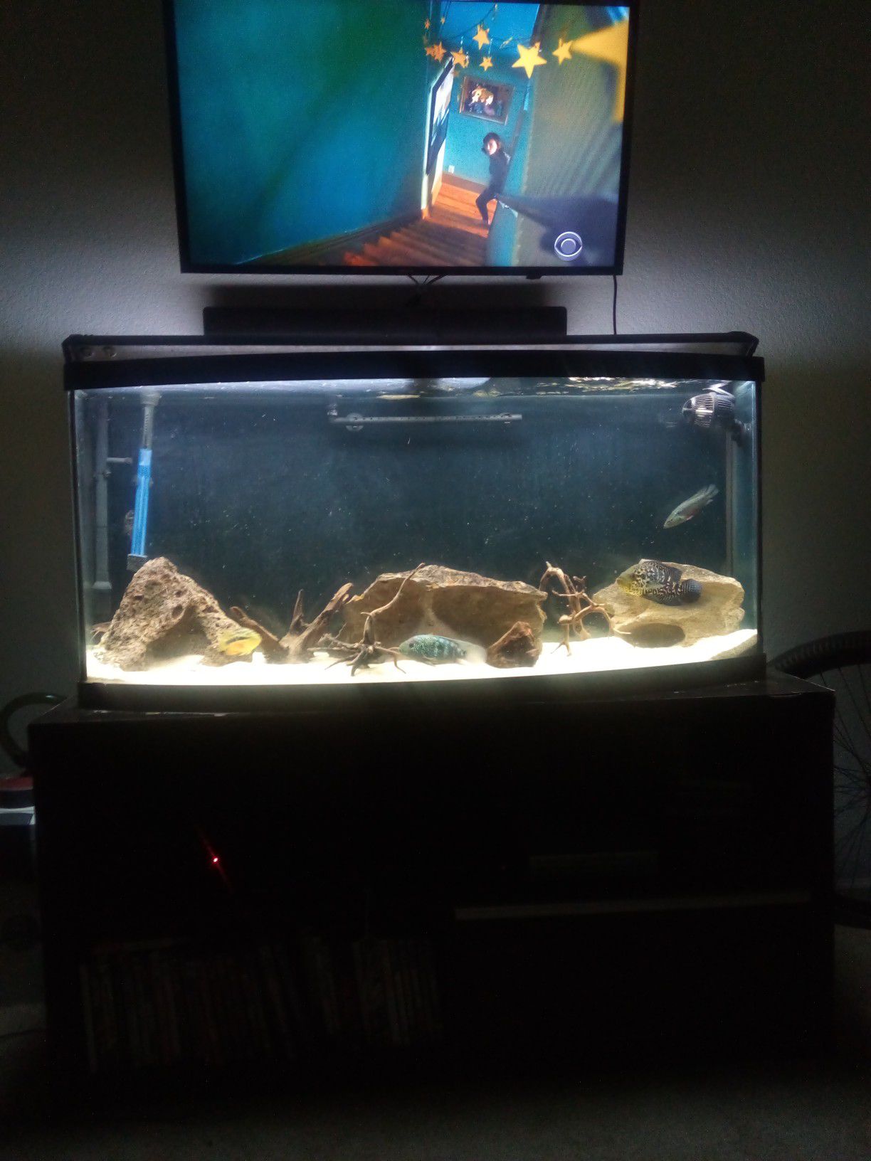 75 gallon Bowfront aquarium w stand and accessories