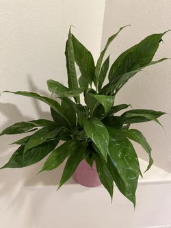 ❤️Beautiful PEACE LILLY❤️They promote a calm environment that reduces stress❤️PLS READ DESCRIPTION