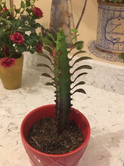 Royal Red African Milk Tree