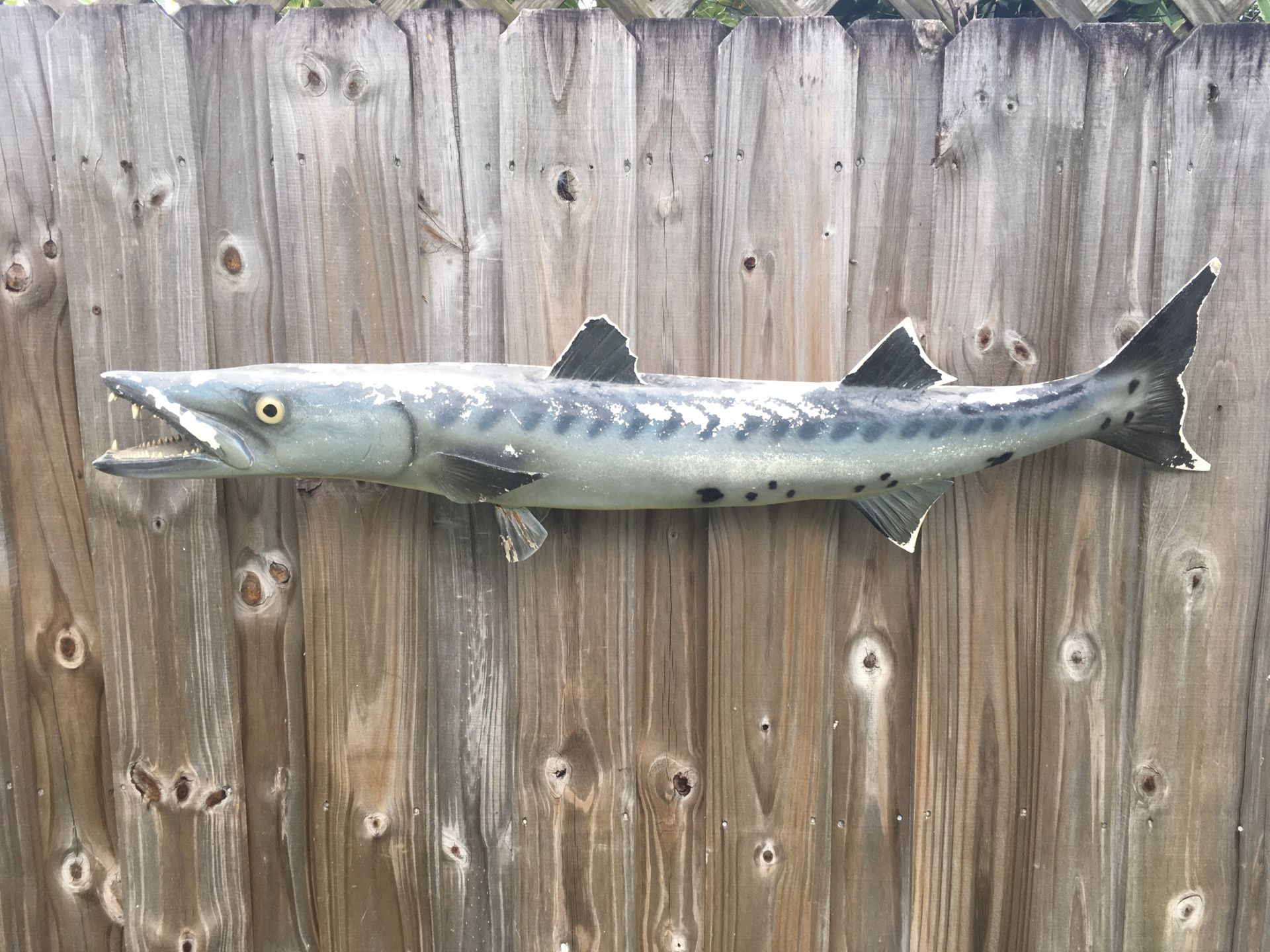 Barracuda taxidermy fish mount