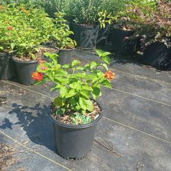 Red Lantana