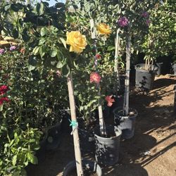 Arbol De Rosal 