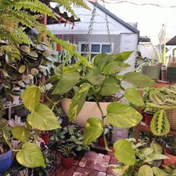 Indoor Hanging Plants