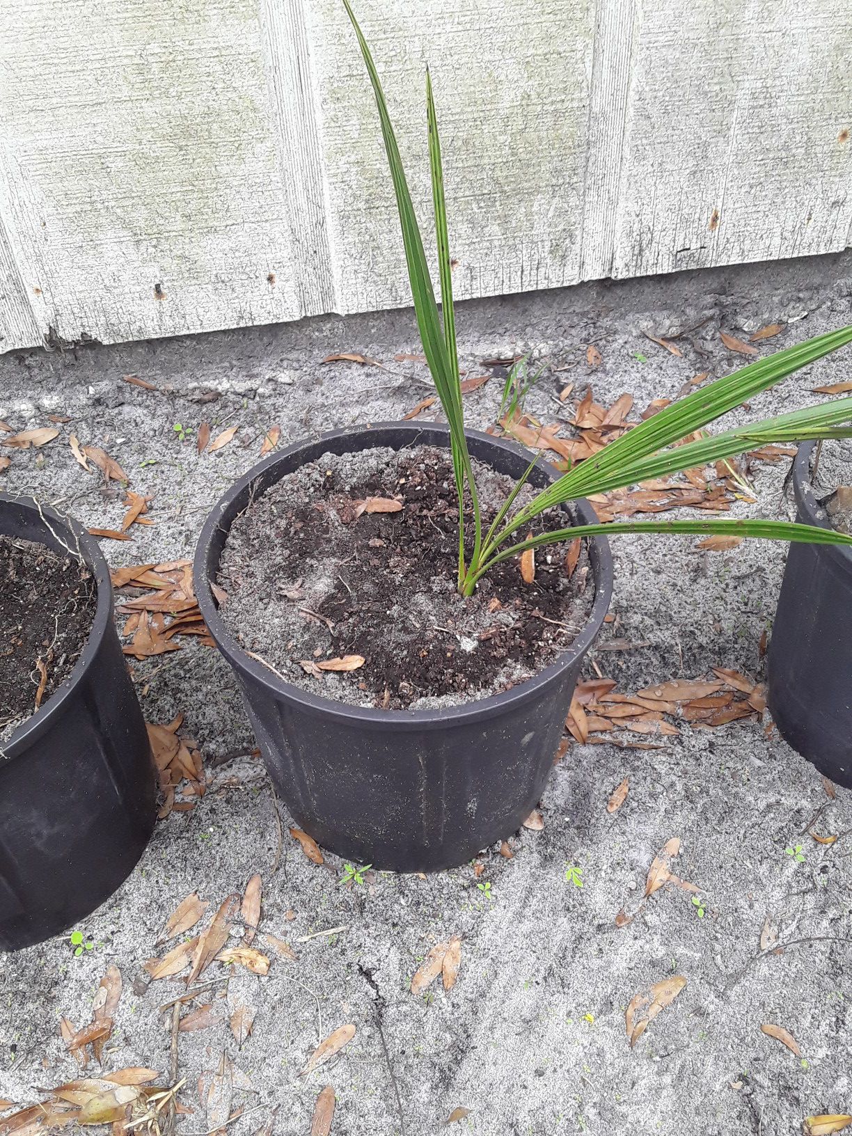 Date Palm (Organic Medjool)