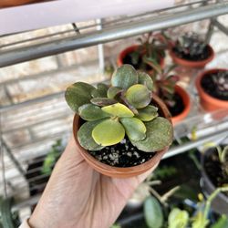 Baby Succulent Variegated Jade