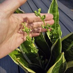 Snake Plants Going To Bloom