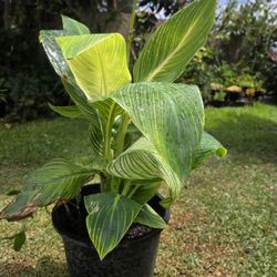Cannaly Lilly Plant 