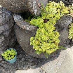 Succulents 
