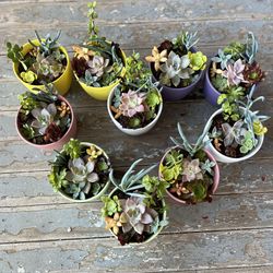 Succulents In Pots Mothers Day 