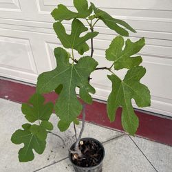Black mission Fig fruit tree plant
