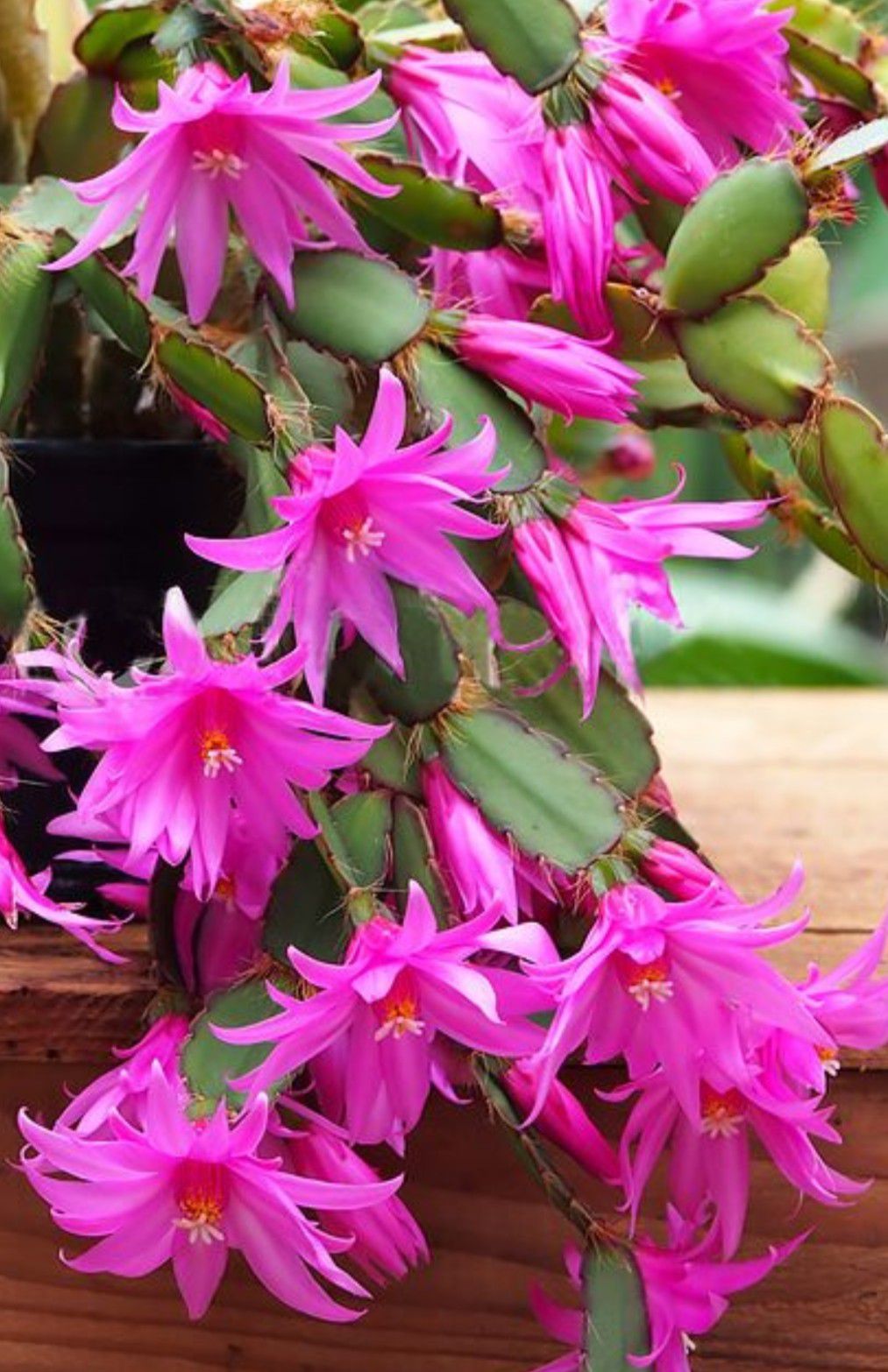 Christmas cactus each pot from$6-$15