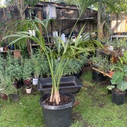 Kentia Palm
