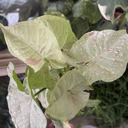 Syngonium Confetti Plant