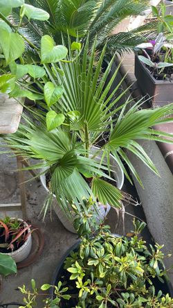 3 Palm trees from seeds